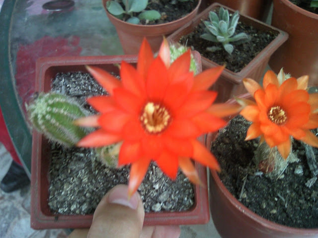 Foto-0013.jpg