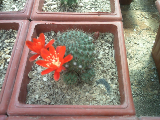 Foto-0013.jpg