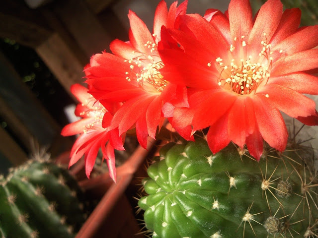 Foto-0013.jpg