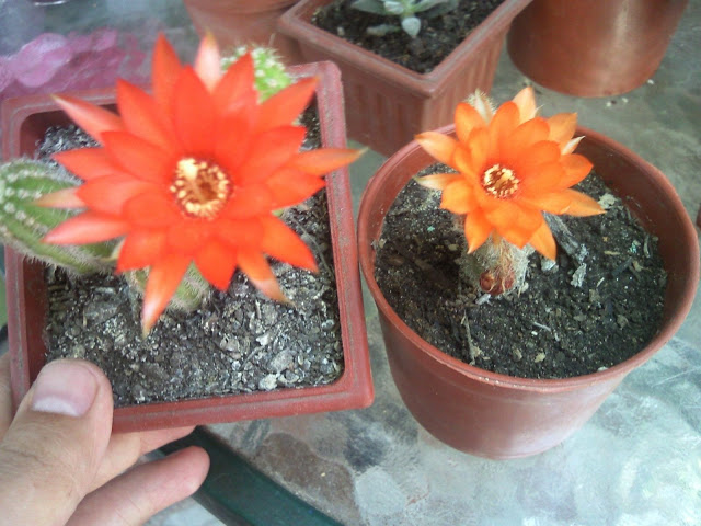 Foto-0014.jpg