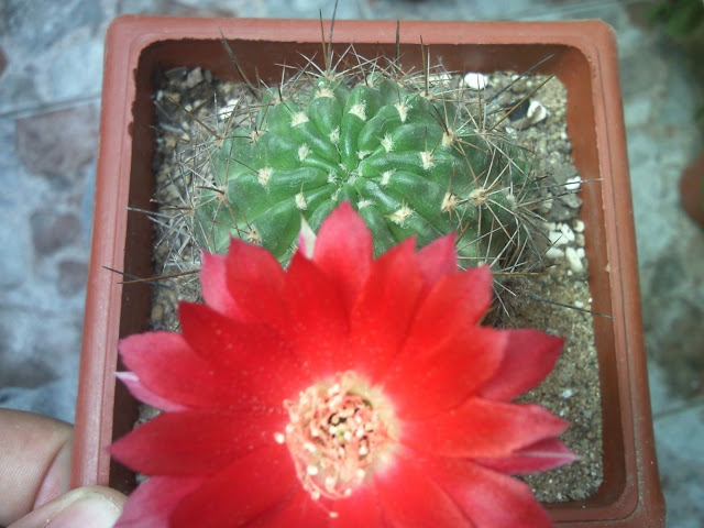 Foto-0014.jpg