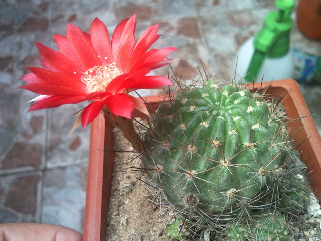 Foto-0015.jpg