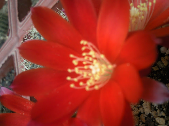 Foto-0016.jpg