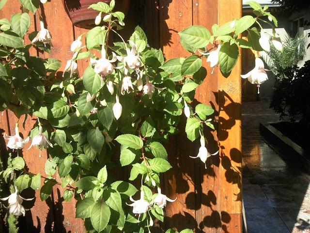 Foto-0016.jpg