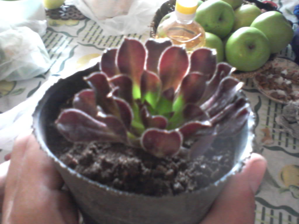 Foto-0016.jpg