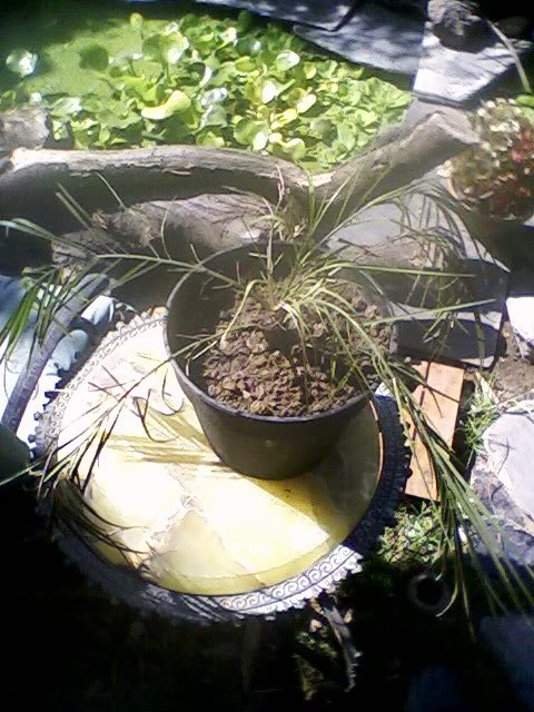 Foto-0017-2.jpg