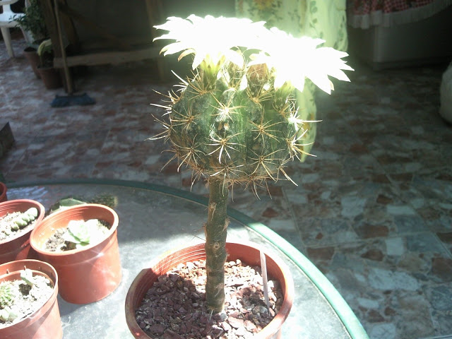 Foto-0018.jpg