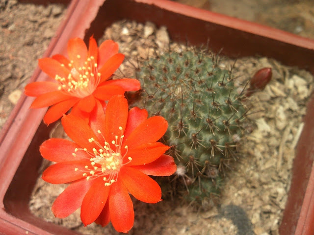 Foto-0020.jpg