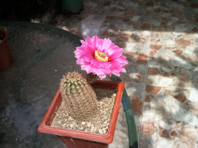 Foto-0021.jpg