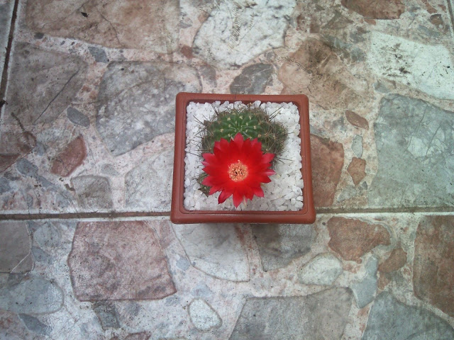Foto-0021.jpg