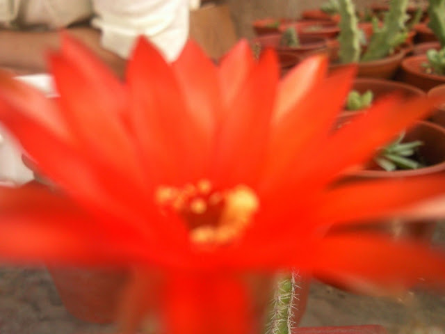 Foto-0023.jpg