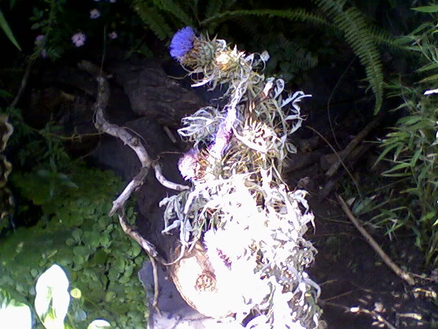Foto-0025-2.jpg