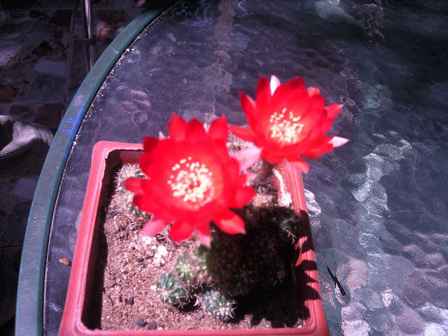 Foto-0029.jpg
