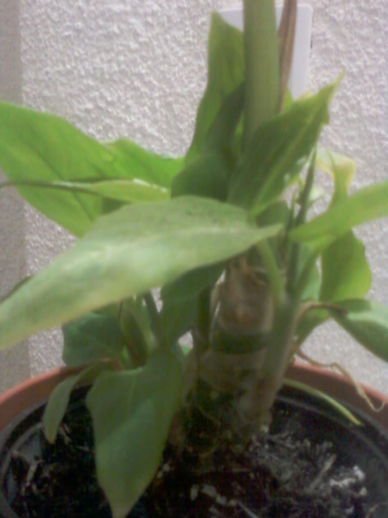 Foto-0030.jpg
