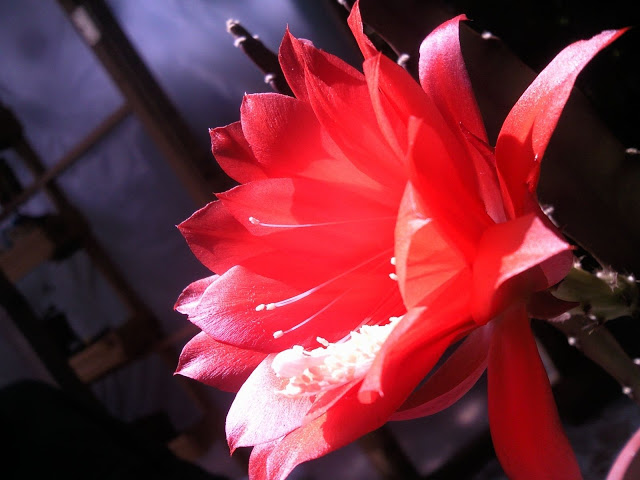 Foto-0037.jpg