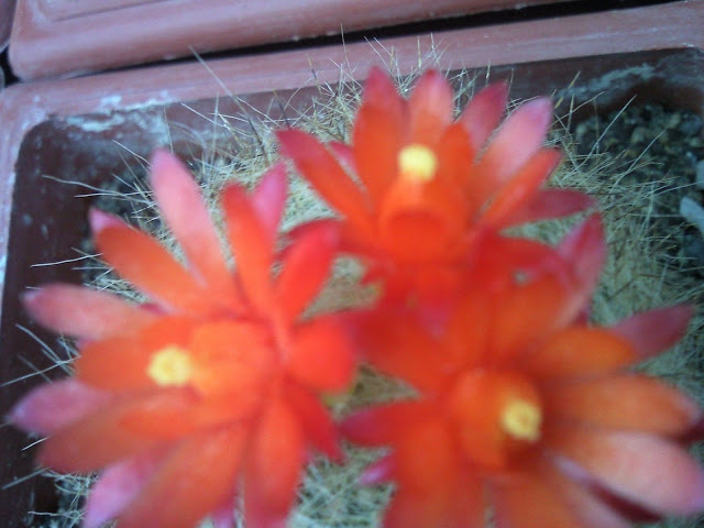 Foto-0038.jpg