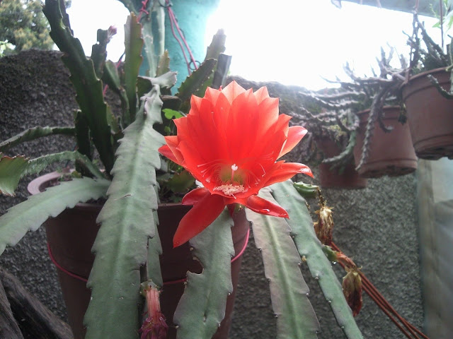 Foto-0039.jpg