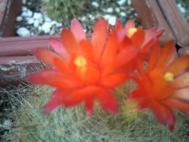 Foto-0040.jpg