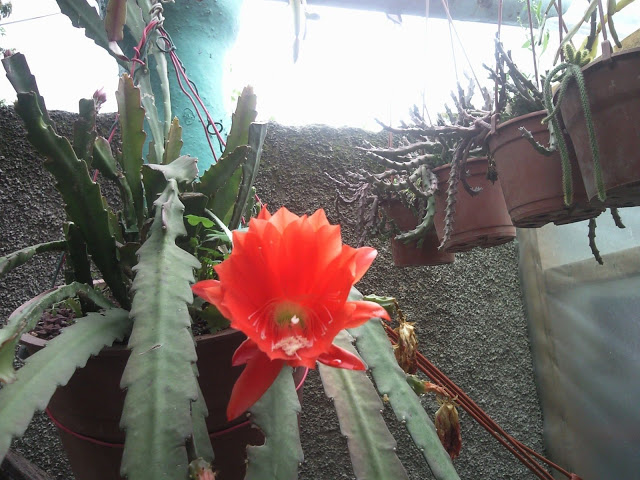 Foto-0043.jpg