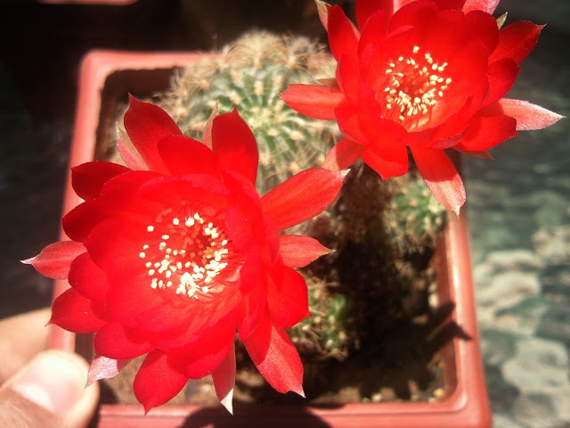 Foto-0048.jpg