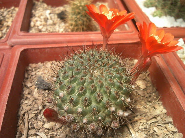 Foto-0077.jpg