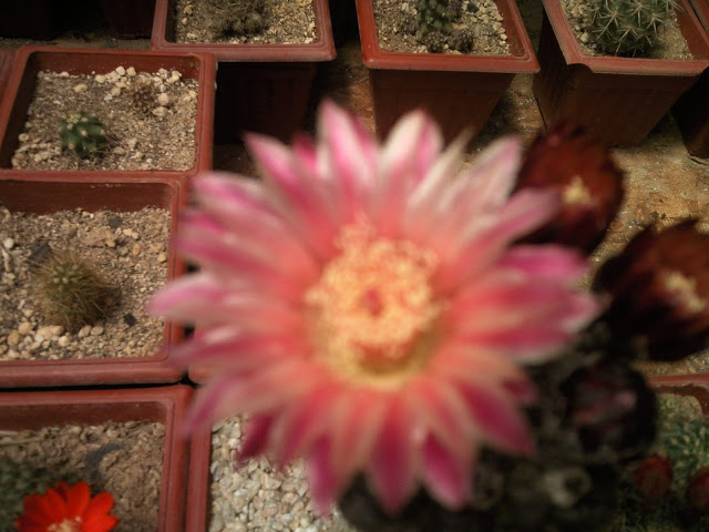 Foto-0086.jpg