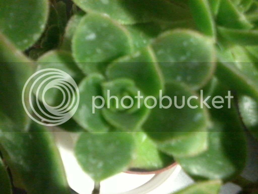 Foto-0095_zpscb6f7a57.jpg