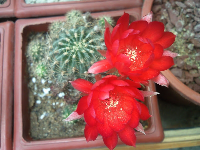 Foto-0101.jpg
