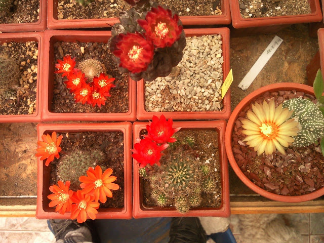 Foto-0110.jpg