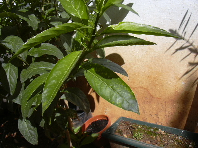 foto%20004.jpg