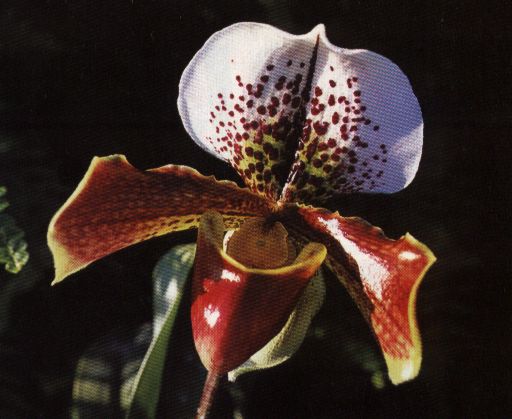 Foto%20Orquidea.jpg