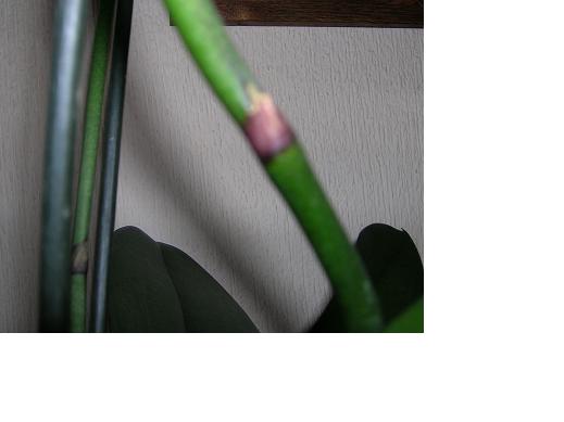 foto 3.JPG