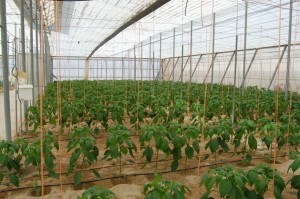 foto-5-_baja-300x199.jpg