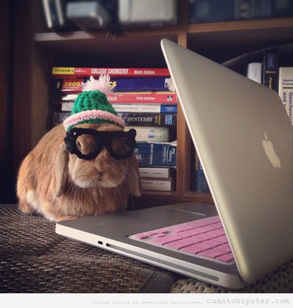 foto-graciosa-conejo-gafas-gorro-lana-ordenador-haciendo-deberes.jpg