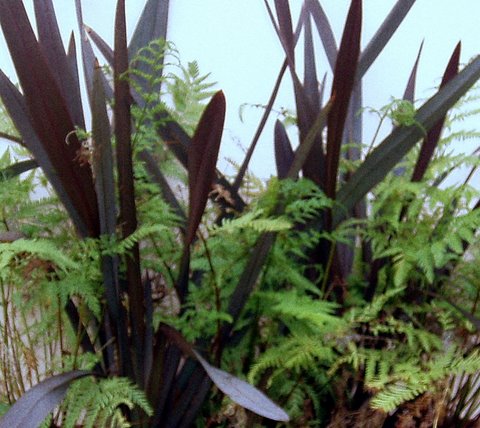 foto-plantas-formios-rubra-y-helechos-pteris.jpg