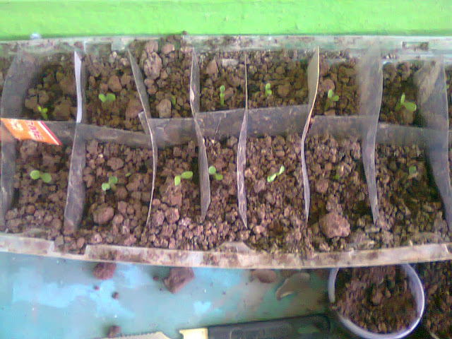 Foto0005.jpg