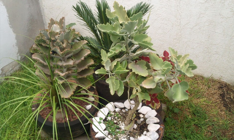 Foto0005.jpg