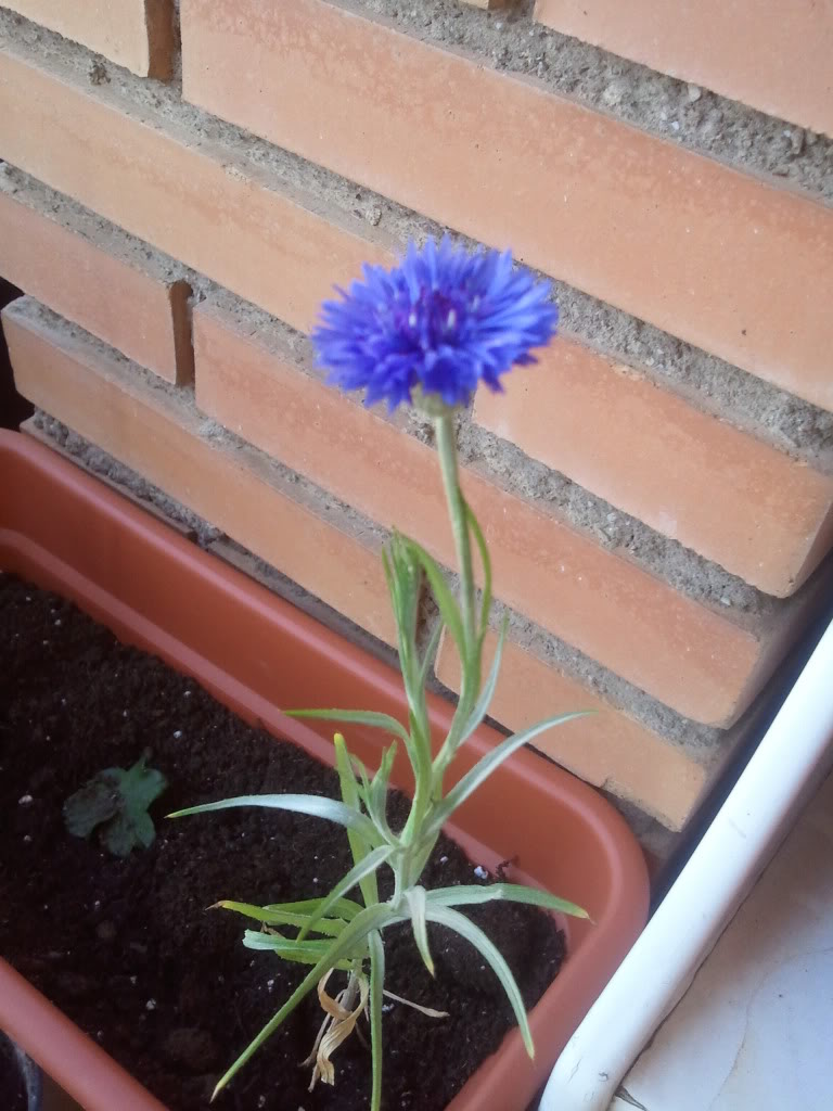 Foto0006.jpg