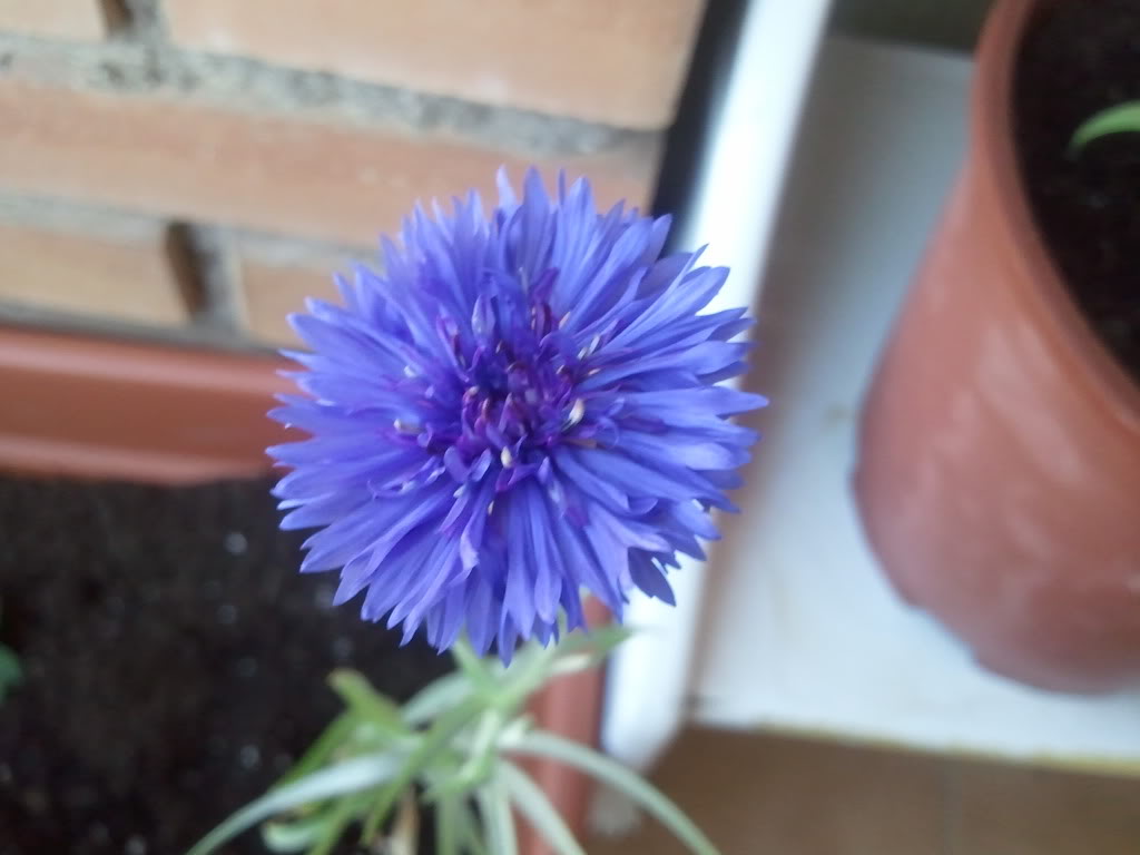 Foto0007.jpg