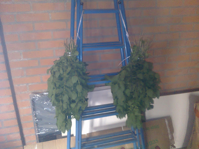 Foto0010.jpg