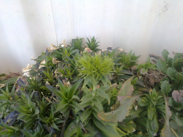 Foto0012.jpg
