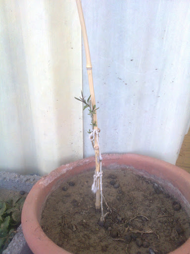Foto0014.jpg