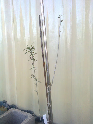 Foto0016.jpg