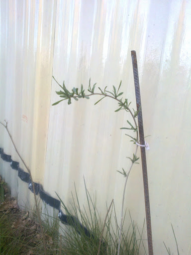 Foto0019.jpg