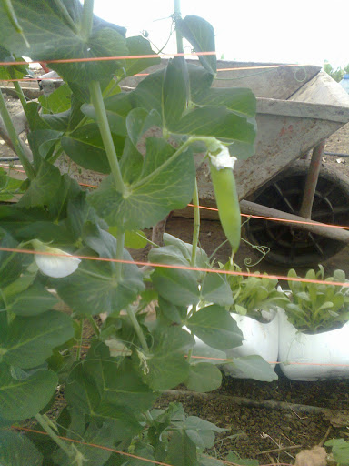 Foto0024.jpg