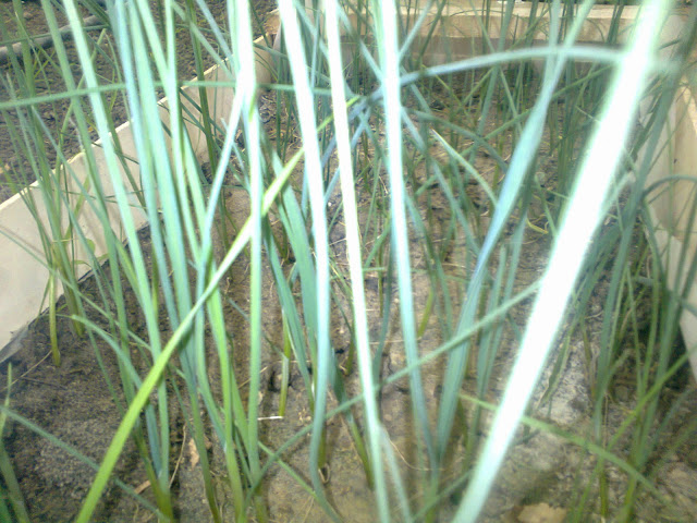Foto0035.jpg