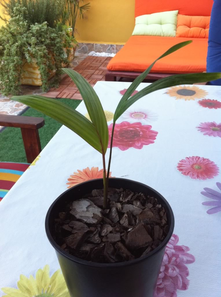 foto005.jpg