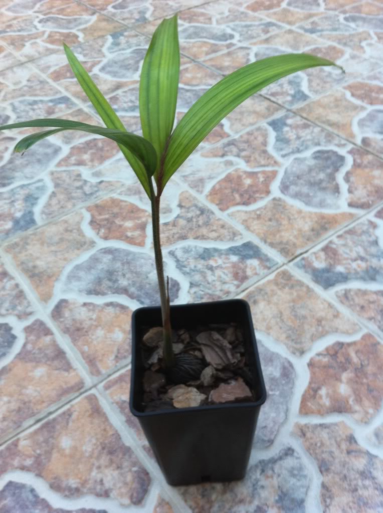 foto007.jpg