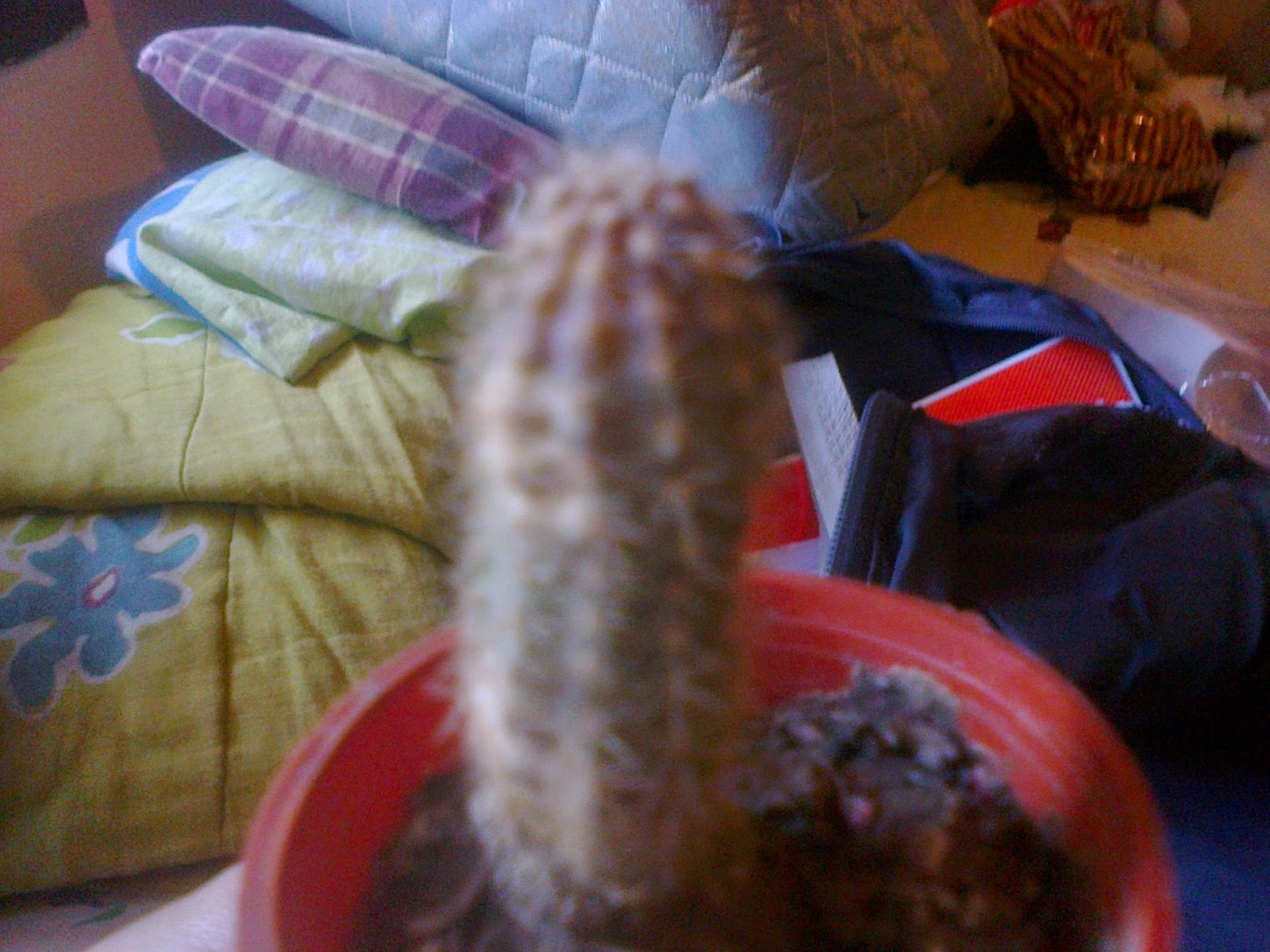 Foto0106.jpg
