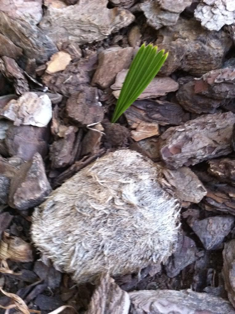 foto011.jpg